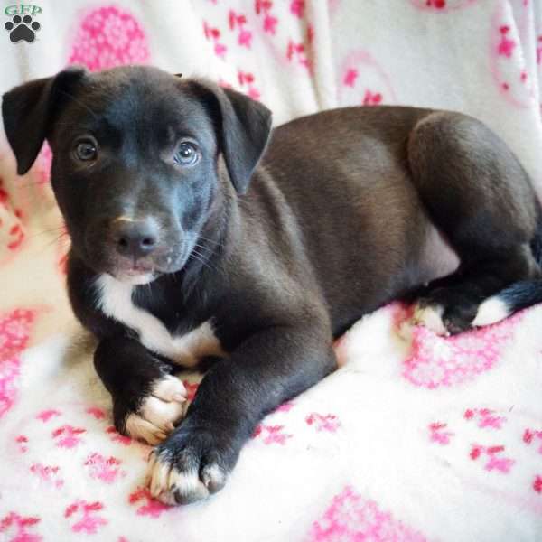 Pepsi, Border Collie Mix Puppy