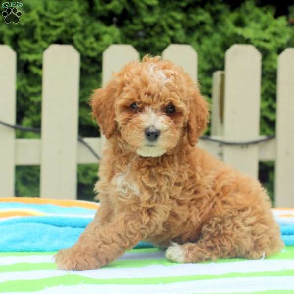 Percy, Cockapoo Puppy