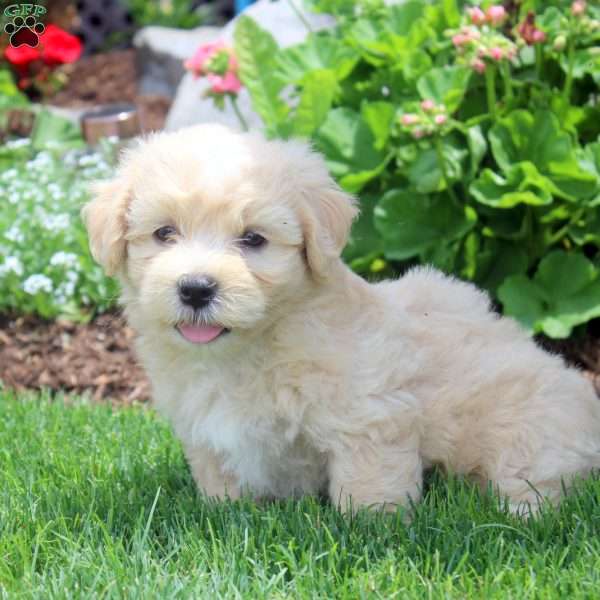 Percy, Havanese Puppy