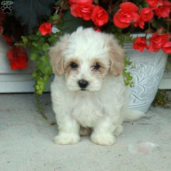 Percy, Maltipoo Puppy