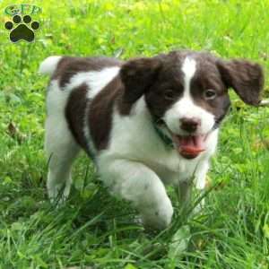 English Springer Spaniel Puppies for Sale - Greenfield Puppies