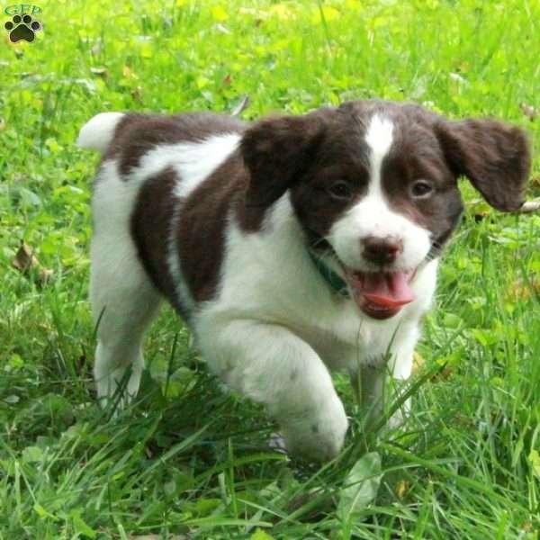 Percy, English Springer Spaniel Puppy