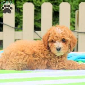 Percy, Cockapoo Puppy