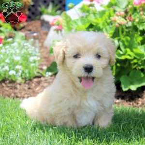 Percy, Havanese Puppy