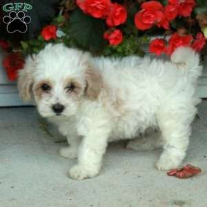 Percy, Maltipoo Puppy