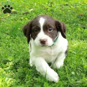 Percy, English Springer Spaniel Puppy
