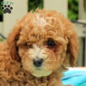 Percy, Cockapoo Puppy