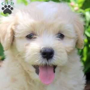 Percy, Havanese Puppy