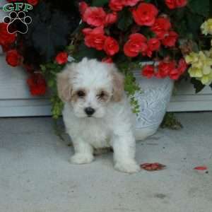 Percy, Maltipoo Puppy