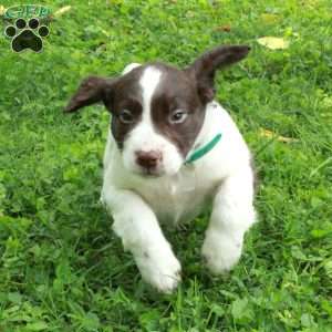 Percy, English Springer Spaniel Puppy