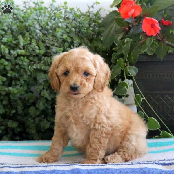 Perry, Miniature Poodle Puppy