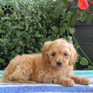 Perry, Miniature Poodle Puppy