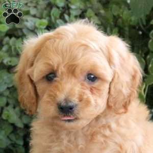 Perry, Miniature Poodle Puppy