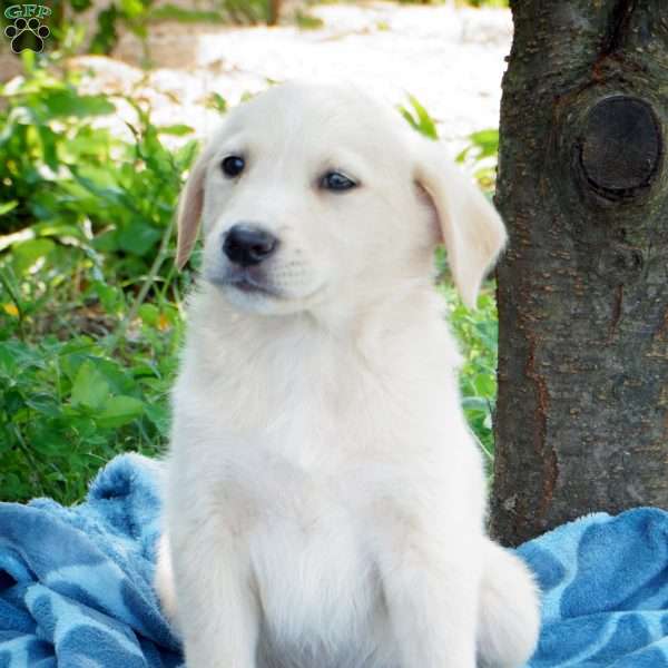 Perry, Australian Shepherd Mix Puppy
