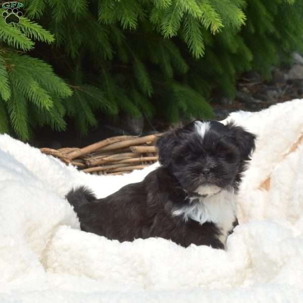 Patches, Shih Tzu Mix Puppy