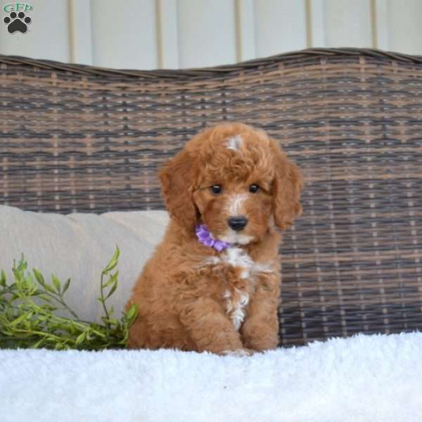 Petals, Mini Goldendoodle Puppy