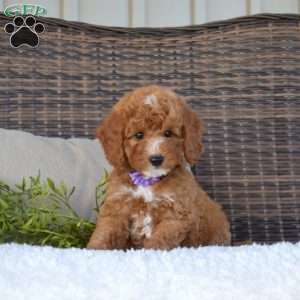 Petals, Mini Goldendoodle Puppy