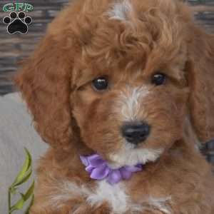 Petals, Mini Goldendoodle Puppy