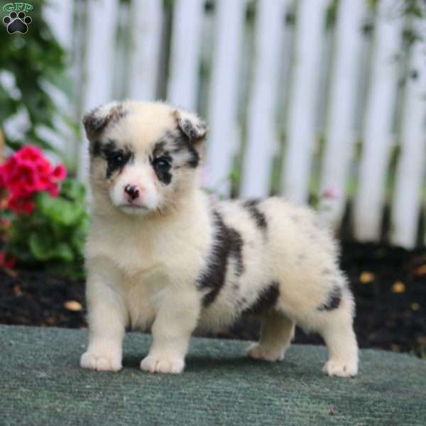 Petals, Pembroke Welsh Corgi Puppy