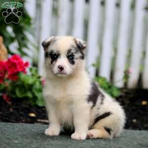 Petals, Pembroke Welsh Corgi Puppy