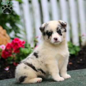 Petals, Pembroke Welsh Corgi Puppy