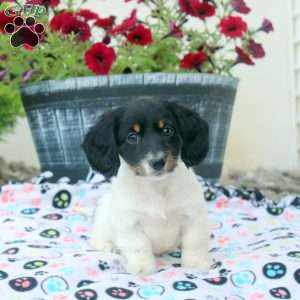 Pete, Dachshund Puppy