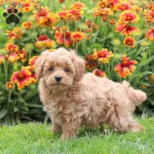 Pete, Toy Poodle Puppy