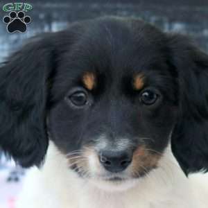 Pete, Dachshund Puppy