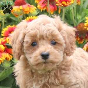 Pete, Toy Poodle Puppy