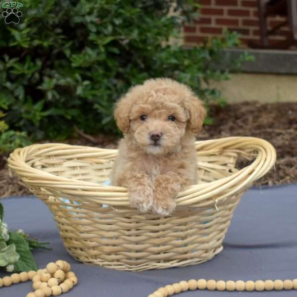 Peter, Bich-Poo Puppy
