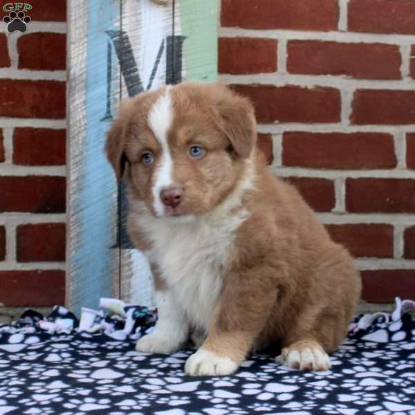 Peter, Australian Shepherd Puppy