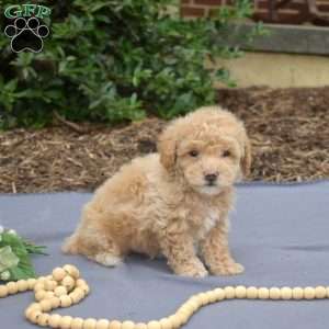 Peter, Bich-Poo Puppy