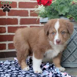 Peter, Australian Shepherd Puppy
