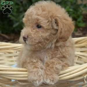 Peter, Bich-Poo Puppy