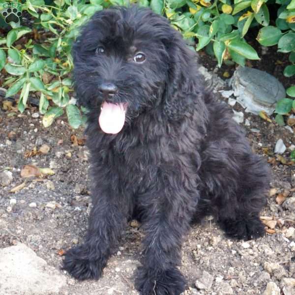 Peter, Mini Labradoodle Puppy