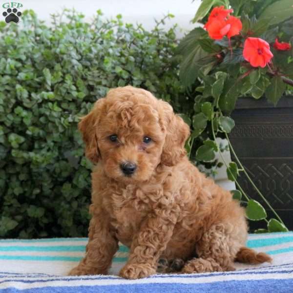 Petey, Miniature Poodle Puppy