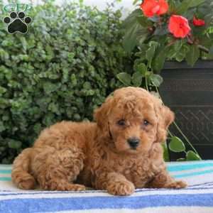 Petey, Miniature Poodle Puppy