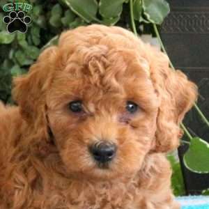 Petey, Miniature Poodle Puppy