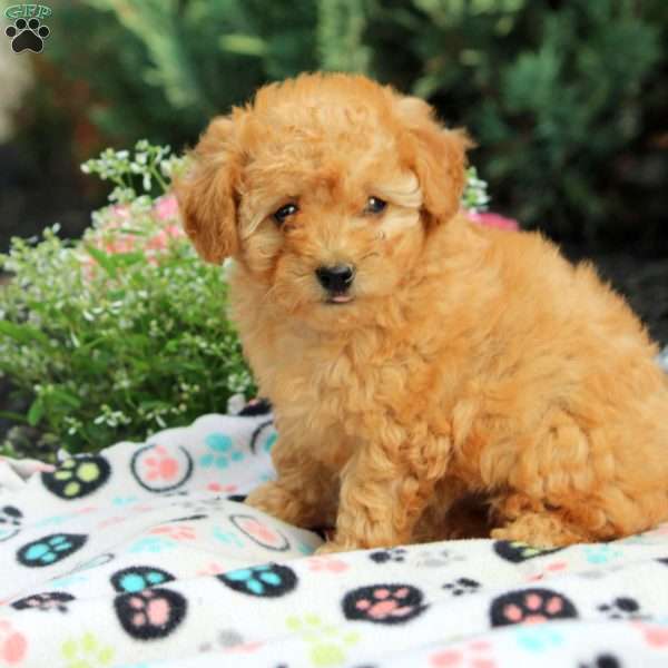 Petunia, Toy Poodle Puppy