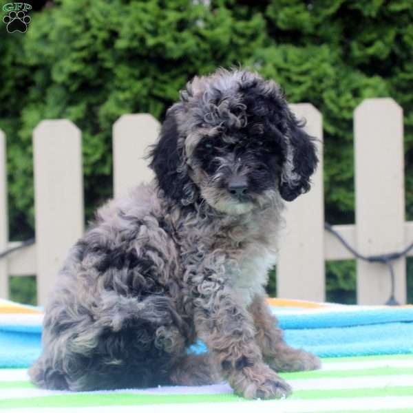 Petunia, Cockapoo Puppy