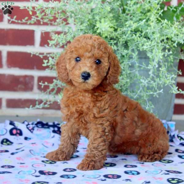 Petunia, Mini Goldendoodle Puppy