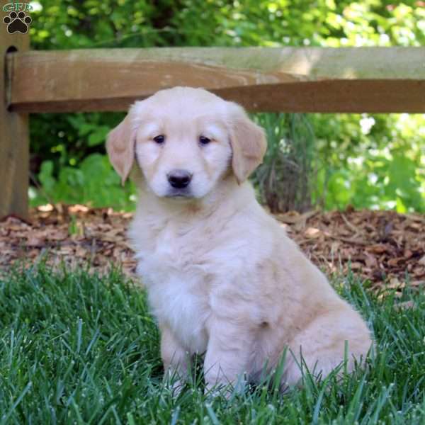Petunia, Golden Retriever Puppy
