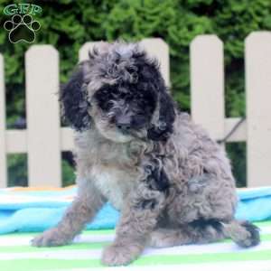 Petunia, Cockapoo Puppy