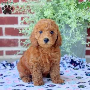 Petunia, Mini Goldendoodle Puppy