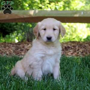 Petunia, Golden Retriever Puppy