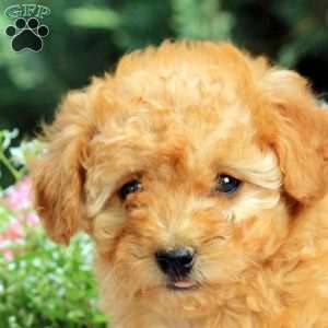 Petunia, Toy Poodle Puppy