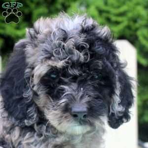Petunia, Cockapoo Puppy