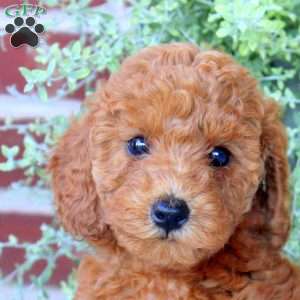 Petunia, Mini Goldendoodle Puppy