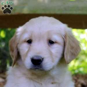 Petunia, Golden Retriever Puppy