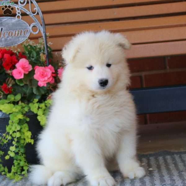 Peyton, Samoyed Puppy